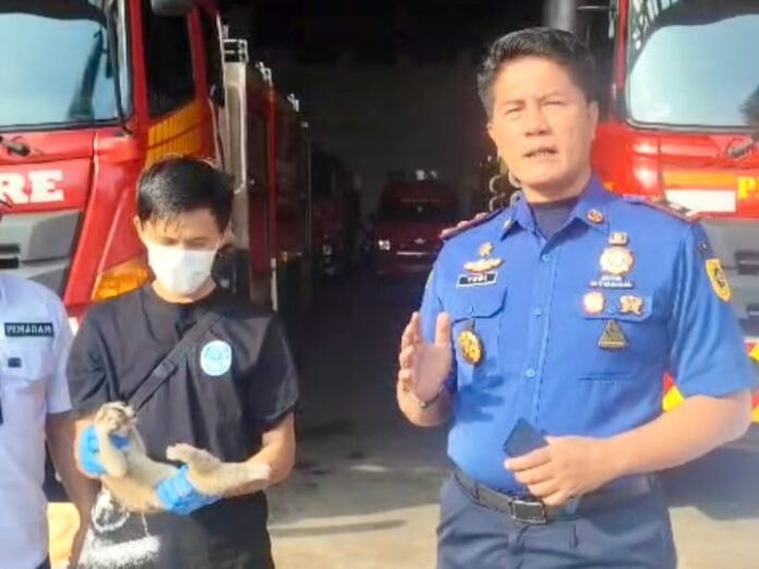 Damkar Kabupaten Bogor Evakuasi Kukang Jawa yang Masuk Permukiman Warga di Tanjungsari