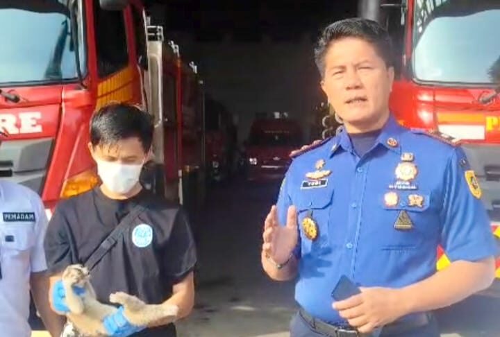 Damkar Kabupaten Bogor Evakuasi Kukang Jawa yang Masuk Permukiman Warga di Tanjungsari Damkar Kabupaten Bogor Evakuasi Kukang Jawa yang Masuk Permukiman Warga di Tanjungsari