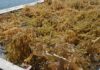 Rumput Laut dan Agar-agar Indonesia Berpeluang Kuasai Pasar AS Setelah Bebas Tarif Tambahan Rumput Laut dan Agar-agar Indonesia Berpeluang Kuasai Pasar AS Setelah Bebas Tarif Tambahan