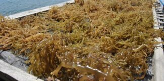 Rumput Laut dan Agar-agar Indonesia Berpeluang Kuasai Pasar AS Setelah Bebas Tarif Tambahan Rumput Laut dan Agar-agar Indonesia Berpeluang Kuasai Pasar AS Setelah Bebas Tarif Tambahan