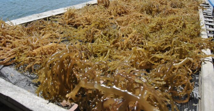 Rumput Laut dan Agar-agar Indonesia Berpeluang Kuasai Pasar AS Setelah Bebas Tarif Tambahan