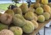 Festival Durian Bogor di Sentul, Dorong Durian Lokal Tembus Pasar Global Festival Durian Bogor di Sentul, Dorong Durian Lokal Tembus Pasar Global