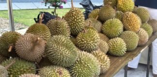 Festival Durian Bogor di Sentul, Dorong Durian Lokal Tembus Pasar Global Festival Durian Bogor di Sentul, Dorong Durian Lokal Tembus Pasar Global