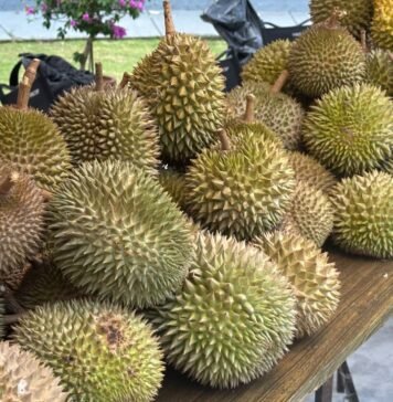 Festival Durian Bogor di Sentul, Dorong Durian Lokal Tembus Pasar Global Festival Durian Bogor di Sentul, Dorong Durian Lokal Tembus Pasar Global
