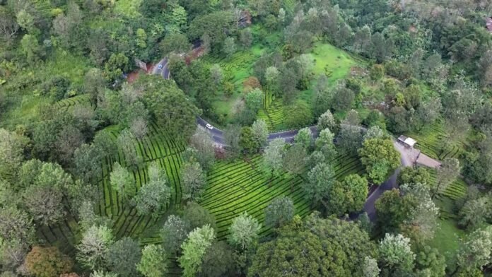 Pemkab Bogor Siapkan Jalan Alternatif Pasir Muncang-Taman Safari Sepanjang 7,5 Km