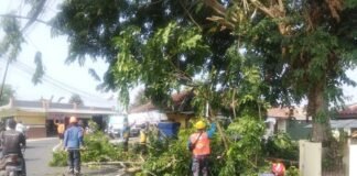Damkar Kabupaten Bogor Evakuasi Pohon Tumbang yang Halangi Jalan Alternatif di Cariu Damkar Kabupaten Bogor Evakuasi Pohon Tumbang yang Halangi Jalan Alternatif di Cariu