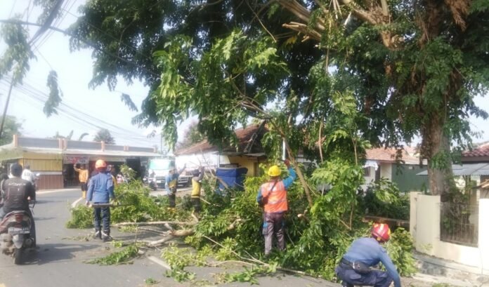 Damkar Kabupaten Bogor Evakuasi Pohon Tumbang yang Halangi Jalan Alternatif di Cariu