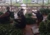 Kolaborasi Satgas dan Pemkab Bogor Dorong Produktivitas Lahan Pertanian Bomang Kolaborasi Satgas dan Pemkab Bogor Dorong Produktivitas Lahan Pertanian Bomang
