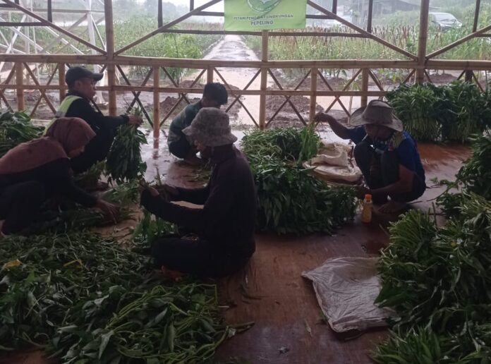 Kolaborasi Satgas dan Pemkab Bogor Dorong Produktivitas Lahan Pertanian Bomang Kolaborasi Satgas dan Pemkab Bogor Dorong Produktivitas Lahan Pertanian Bomang